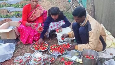 जशपुर अंचल में लोकप्रिय हो रही है स्ट्राबेरी की खेती,प्रति एकड़ 3 से 4 लाख तक कमाई