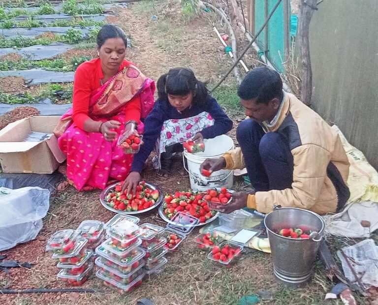 जशपुर अंचल में लोकप्रिय हो रही है स्ट्राबेरी की खेती,प्रति एकड़ 3 से 4 लाख तक कमाई