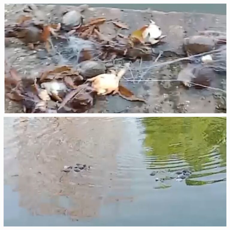 महामाया मंदिर कुण्ड में 23 दुर्लभ कछुओं की मौत..जिम्मेदार कौन..अब तक नहीं हुआ खुलासा..DFO ने कहा..होगी कठोर कार्रवाई