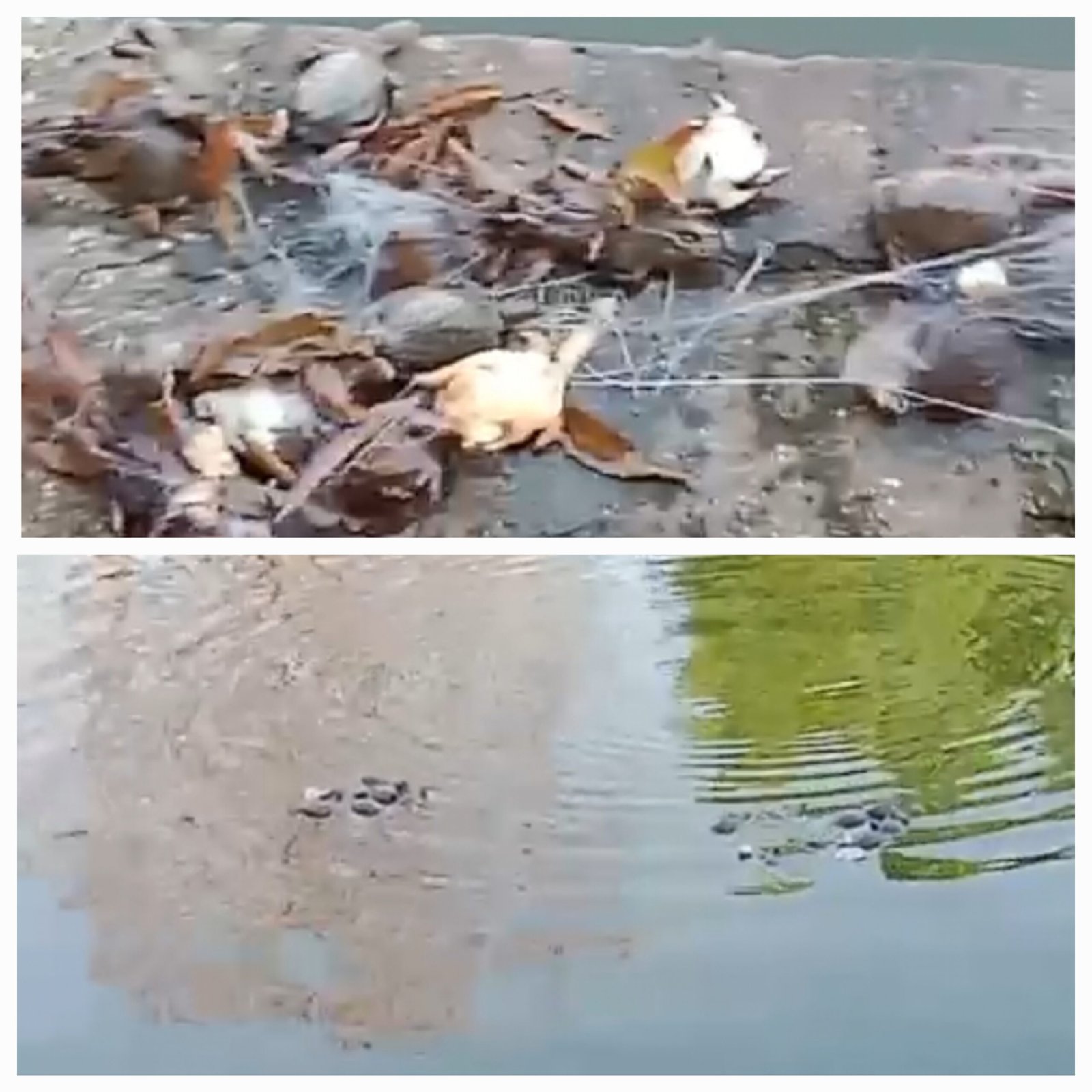 महामाया मंदिर कुण्ड में 23 दुर्लभ कछुओं की मौत..जिम्मेदार कौन..अब तक नहीं हुआ खुलासा..DFO ने कहा..होगी कठोर कार्रवाई महामाया मंदिर कुण्ड में 23 दुर्लभ कछुओं की मौत..जिम्मेदार कौन..अब तक नहीं हुआ खुलासा..DFO ने कहा..होगी कठोर कार्रवाई