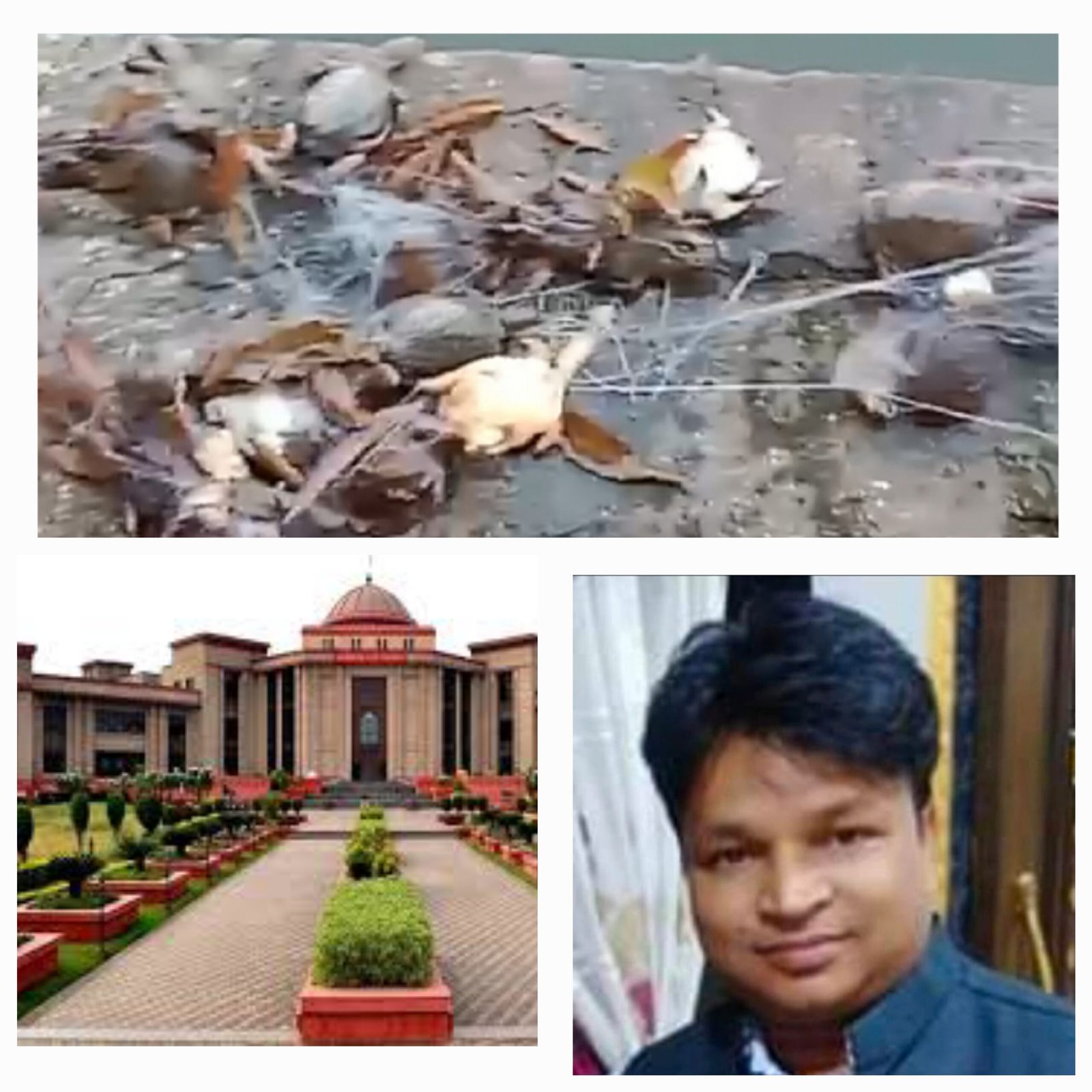 23 कछुओं की रहस्यमय मौत..जागा रतनपुर…न्यायमंच की बैठक में रमेश सूर्या ने कहा…घटना में ट्र्स्ट और कांग्रेस नेता जिम्मेदार 23 कछुओं की रहस्यमय मौत..जागा रतनपुर…न्यायमंच की बैठक में रमेश सूर्या ने कहा…घटना में ट्र्स्ट और कांग्रेस नेता जिम्मेदार