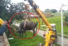 छत पर चढ़ी भैंस … नीचे लाने में चकराया प्रशासन ! फिर क्या हुआ पढ़े ख़बर “