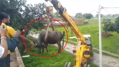 छत पर चढ़ी भैंस … नीचे लाने में चकराया प्रशासन ! फिर क्या हुआ पढ़े ख़बर “