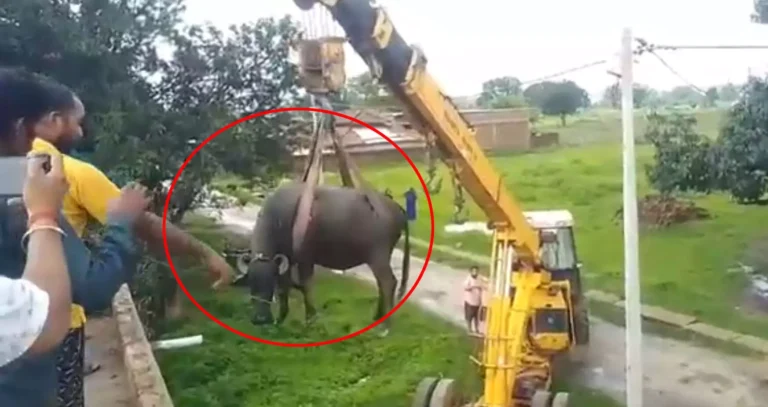 छत पर चढ़ी भैंस … नीचे लाने में चकराया प्रशासन ! फिर क्या हुआ पढ़े ख़बर “