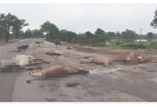 मौत की मशीन बनी हाईवा..17 मासूम गायों को बेरहमी से रौंदा..चालक फरार.. हवा हवाई, कलेक्टर का फरमान