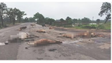 मौत की मशीन बनी हाईवा..17 मासूम गायों को बेरहमी से रौंदा..चालक फरार.. हवा हवाई, कलेक्टर का फरमान
