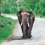 TNIE_import_2019_3_13_original_Wild_Elephant