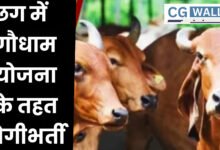 CG Gaudham Yojana: चरवाहों और गोसेवकों की भर्तीः गौधाम योजना को संचालित करने छत्तीसगढ़ में चरवाहों, गोसेवकों की होगी भर्ती