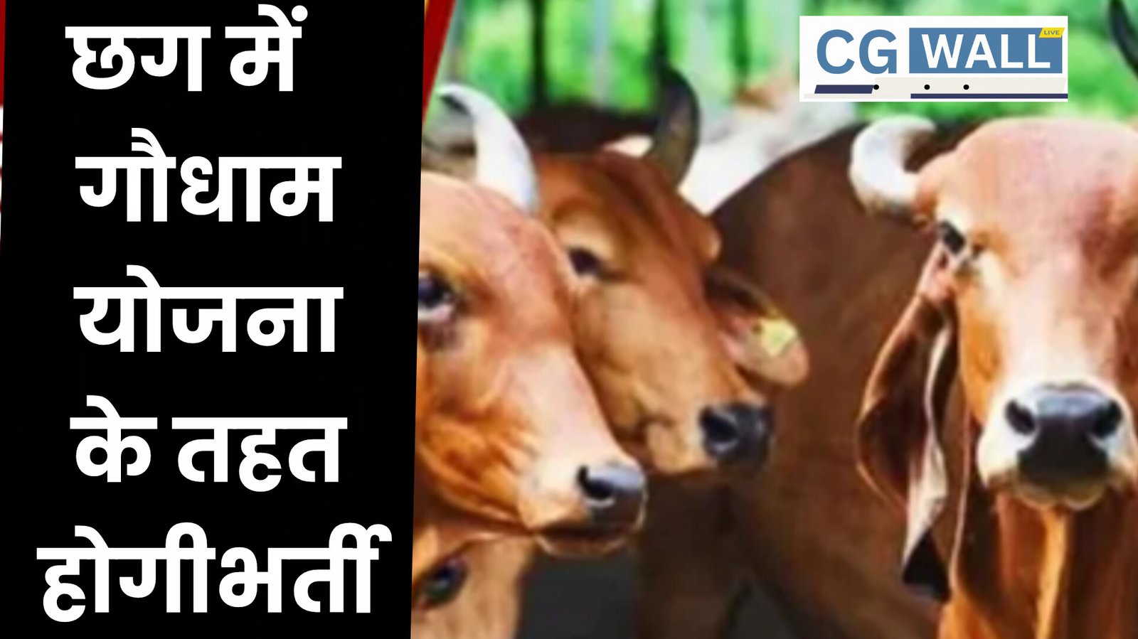 CG Gaudham Yojana: चरवाहों और गोसेवकों की भर्तीः गौधाम योजना को संचालित करने छत्तीसगढ़ में चरवाहों, गोसेवकों की होगी भर्ती CG Gaudham Yojana: चरवाहों और गोसेवकों की भर्तीः गौधाम योजना को संचालित करने छत्तीसगढ़ में चरवाहों, गोसेवकों की होगी भर्ती