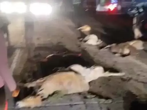 रफ्तार का कहर: ट्रक ने 8 गायों को रौंदा, गर्भवती गाय का पेट फट गया – गौ सेवकों का उग्र प्रदर्शन, चक्काजाम
