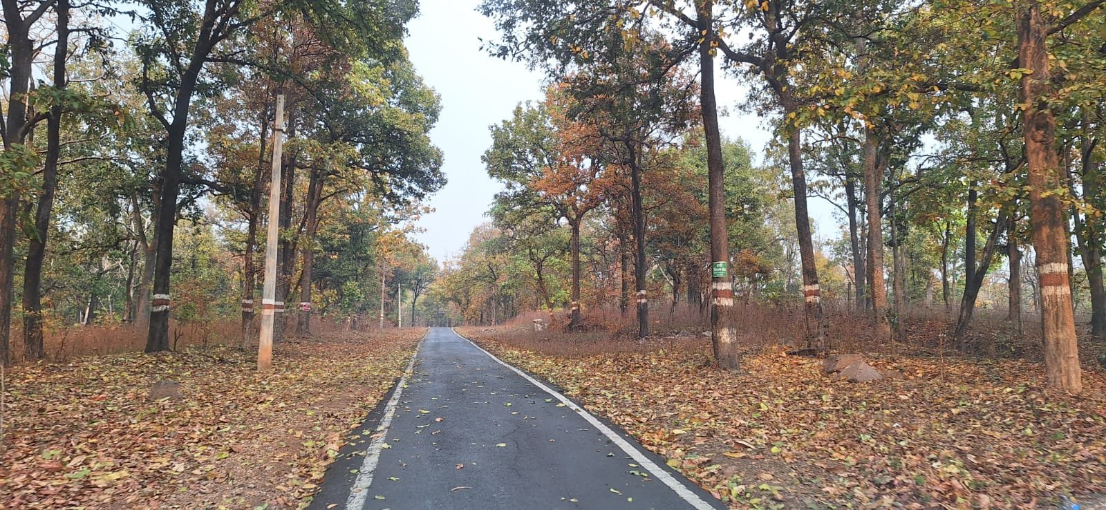 कोरबा की सड़क यात्रा गांवों को जोड़ा विकास से, सड़कों ने लिखी प्रगति की नई गाथा कोरबा की सड़क यात्रा गांवों को जोड़ा विकास से, सड़कों ने लिखी प्रगति की नई गाथा