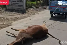 संवेदनहीनता की पराकाष्ठा: हाईकोर्ट के पास मृत गाय को ऑटो से घसीटा, सिस्टम और ‘गौ-रक्षक’ दोनों कठघरे में