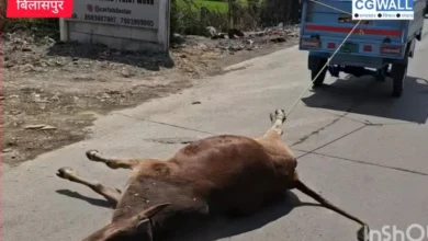 संवेदनहीनता की पराकाष्ठा: हाईकोर्ट के पास मृत गाय को ऑटो से घसीटा, सिस्टम और ‘गौ-रक्षक’ दोनों कठघरे में