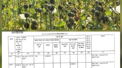 खेत में अफीम लहलहाई, गिरदावरी में ‘अन्य अनाज’ — बलरामपुर में बड़ा सवाल