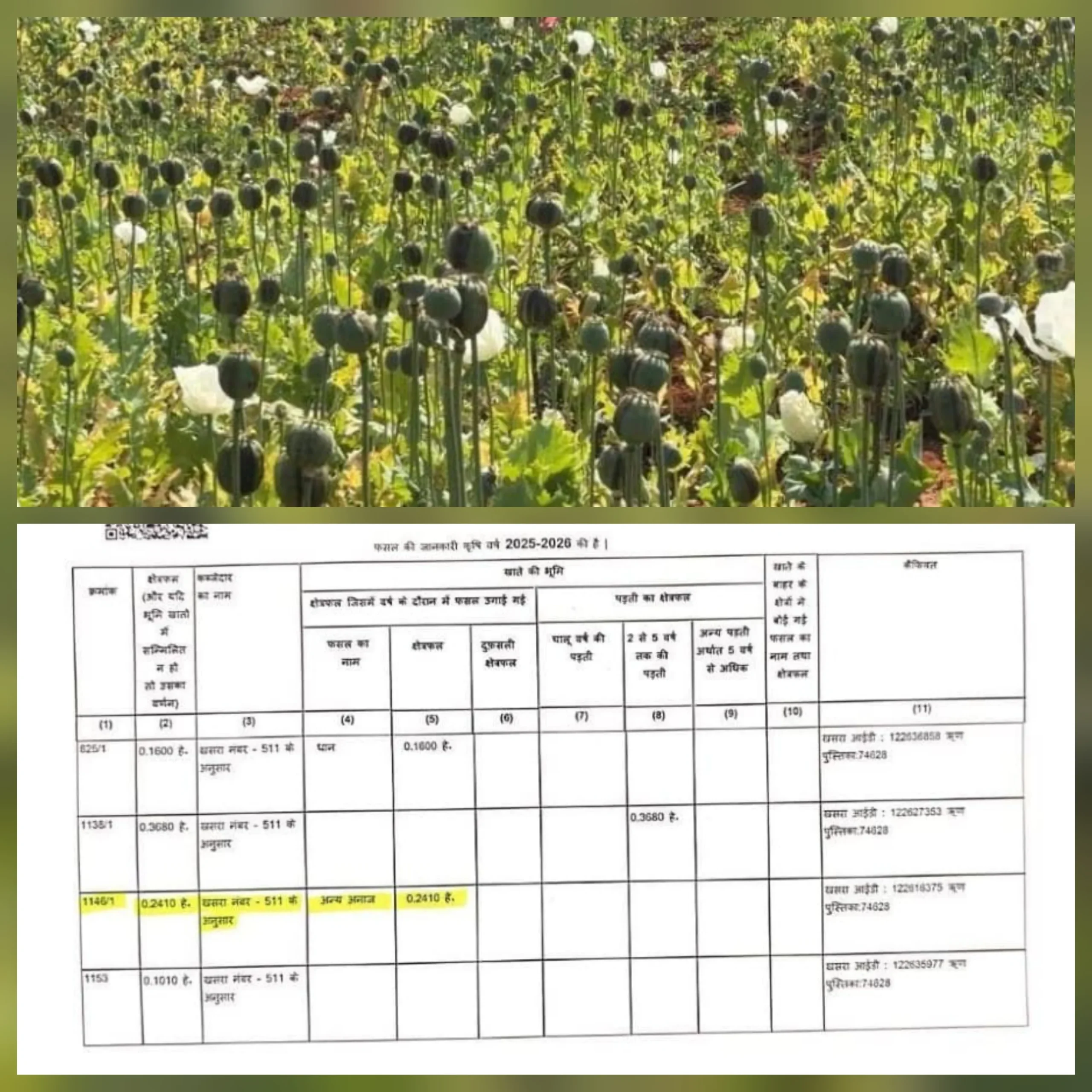 खेत में अफीम लहलहाई, गिरदावरी में ‘अन्य अनाज’ — बलरामपुर में बड़ा सवाल