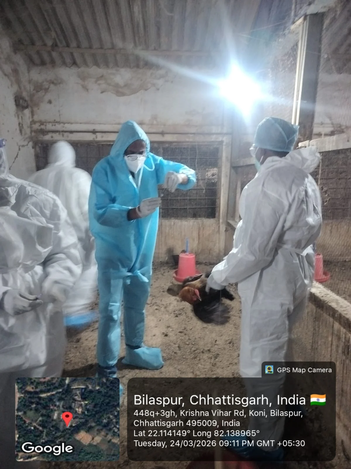 बर्ड फ्लू की दस्तक के बाद सख्त कदम: 22 हजार पक्षियों का नष्टीकरण