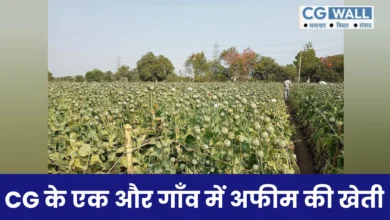 Balrampur News: अफीम की खेती का खुलासा; 9 एकड़ में लहलहा रही फसल
