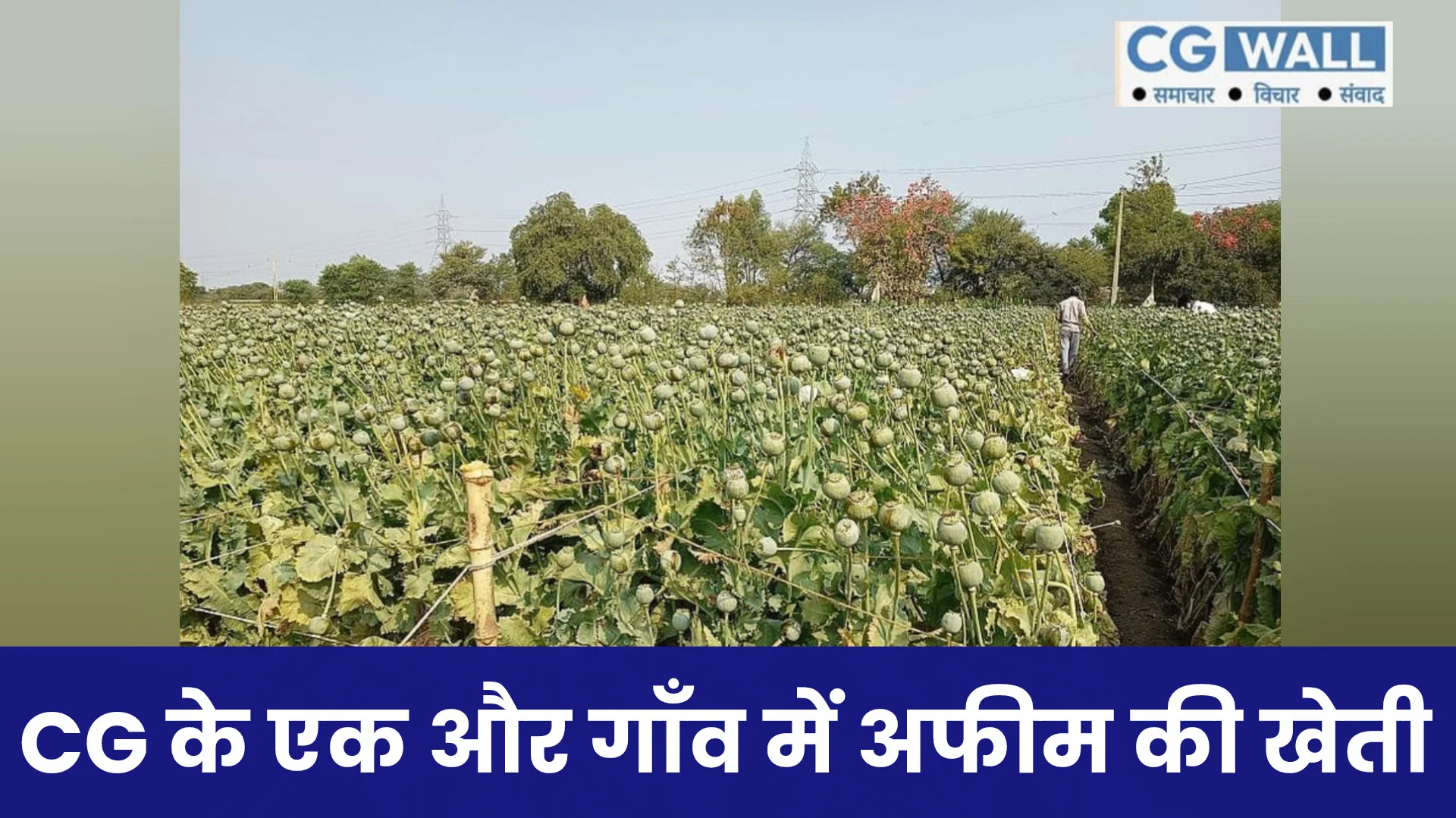 Balrampur News: अफीम की खेती का खुलासा; 9 एकड़ में लहलहा रही फसल