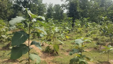 बिलासपुर में वन विकास निगम की हरित क्रांति,5 सालों में रोपे गए 27 लाख से अधिक पौधे