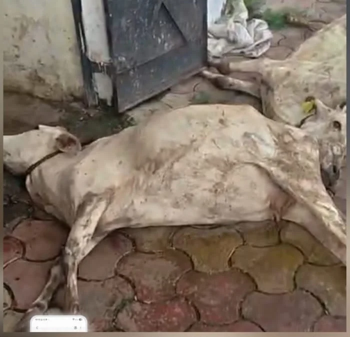 6 गायों की मौत के बाद खुला गौठान का काला सच… भगदड़, अव्यवस्था और लापरवाही पर गिरी पहली गाज