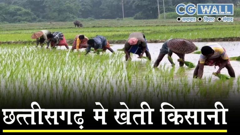 CG Farming and agricultural work- खेती-किसानी का काम तेज़ी के साथ जारी,लक्ष्य का 80 प्रतिशत बोनी पूर्ण