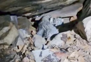 Cg news: बस्तर में 48 घंटे का मिशन रीयूनाइट सफल, दो तेंदुआ शावकों को मिला मां का साथ