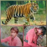 बाघिन ने ली धर्मजीत की जान, जंगल की निगरानी पर उठे सवाल; मौत के बाद भी खतरा बरकरार