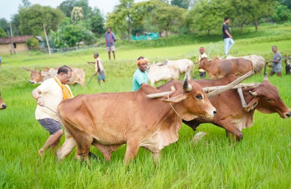 अपनी माटी और खेती-किसानी से मुख्यमंत्री विष्णुदेव साय का आत्मीय जुड़ाव