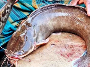 शनिचरी बाजार में प्रतिबंधित ‘थाई मांगुर’ का खेल, मछली पालन विभाग का धावा..भारी मात्रा में बीज जब्त किए