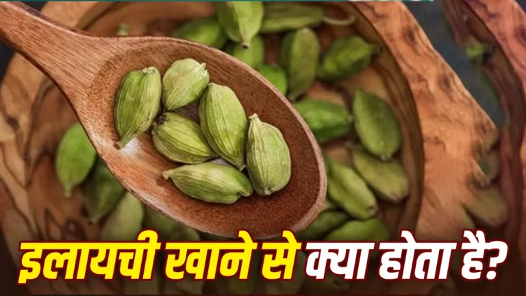 सिर्फ माउथ फ्रेशनर नहीं है हरी इलायची…जानिए इसे चबाने से मिलते हैं इतने फायदे