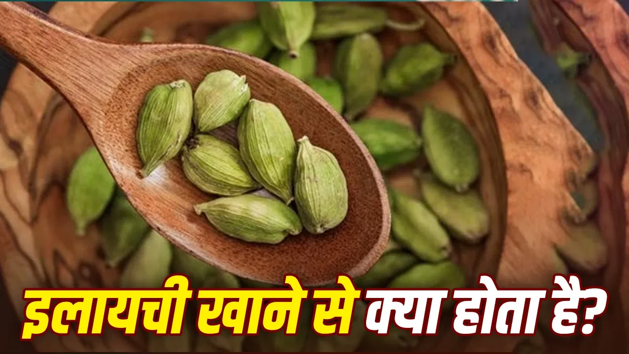 सिर्फ माउथ फ्रेशनर नहीं है हरी इलायची…जानिए इसे चबाने से मिलते हैं इतने फायदे